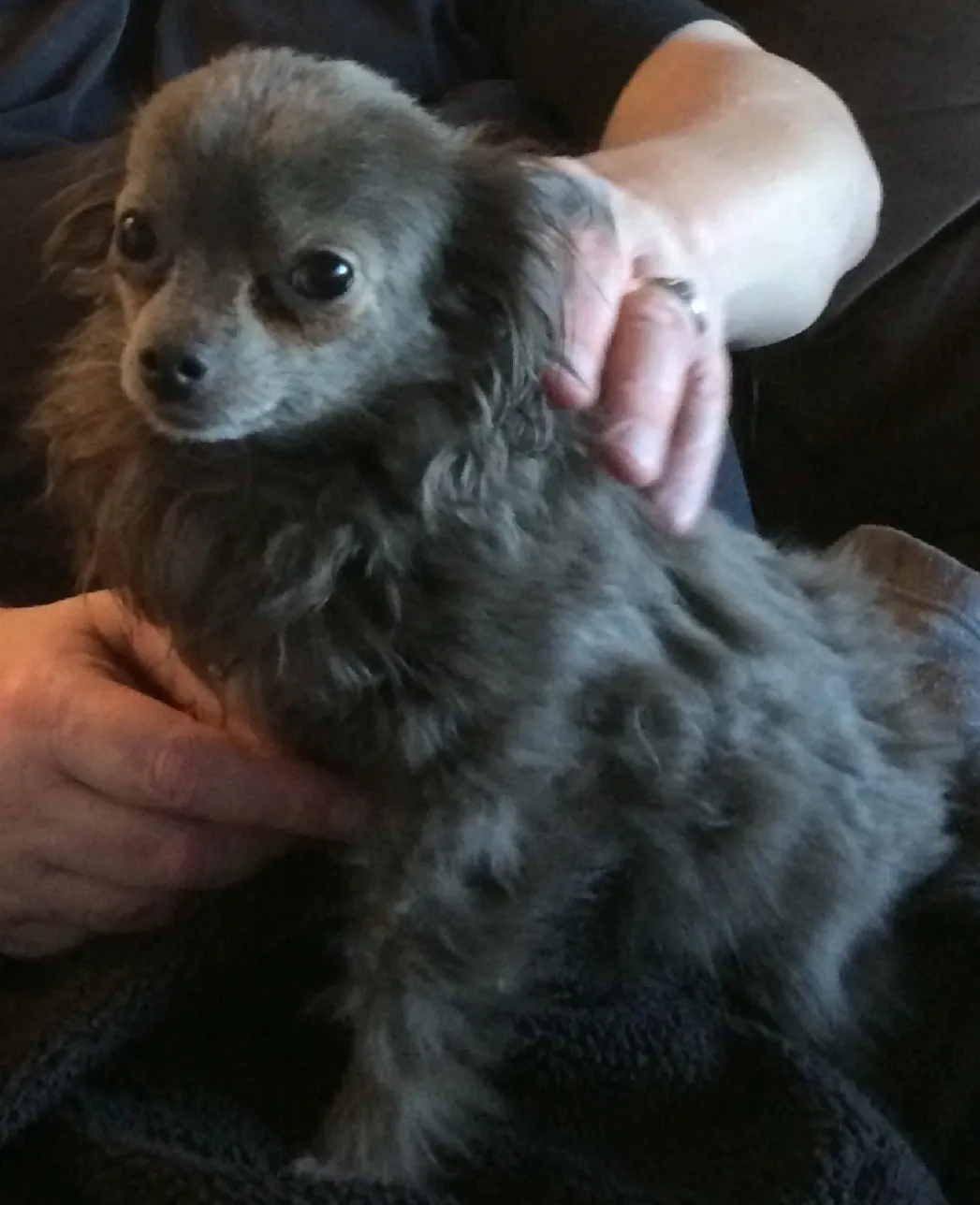 A fluffy gray dog being gently held by a person.